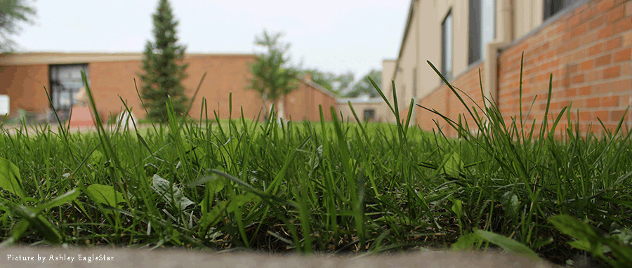 picture of grass